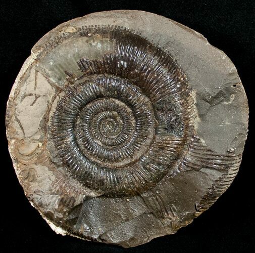 Large Pyritized Dactylioceras Ammonite #10560